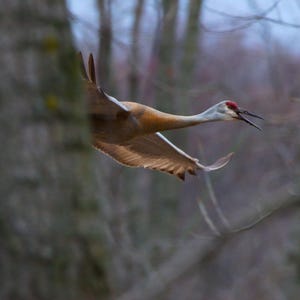 Gru canadese in volo - Stampa artistica di fotografia naturalistica, decorazione murale di uccelli, foto di animali selvatici, poster di gru in volo planato, decorazione per birdwatching