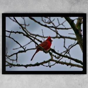 Cardinal Bird Digital Download – Northern Cardinal on Branch | Red Bird Wall Art | Wildlife Nature Photography for Home Decor