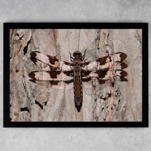 Dragonfly Wall Art Digital Download | Nature Photography Print | Insect Art | Botanical Decor
