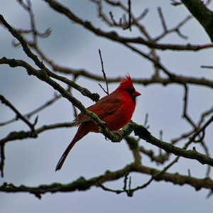 Stampa fotografica di uccello cardinale - Cardinale settentrionale su un ramo / Arte murale di uccello rosso / Fotografia naturalistica della fauna selvatica per l'arredamento della casa