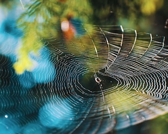Spider Web Wall Art Print, Vibrant Nature Photography, Colorful Insect Decor, Unique Nature Lover Gift, Macro Photo Print