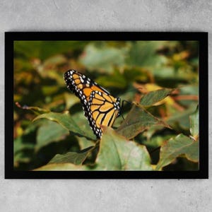 Monarch Butterfly Resting on Leaf - Nature Digital Download, Butterfly Wall Art, Instant Printable Photo, Nature Photography Decor