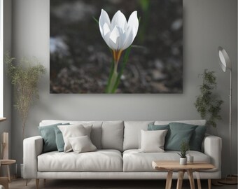 Crocus wildflower canvas authentic photo, modern home decor, dining area wall art, home gift, nursery designs, floral canvas art, botany