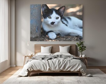 stray kitten looking at the camera canvas, new home present, cat lovers present, livingroom art, real photo, office decor, cat related gifts