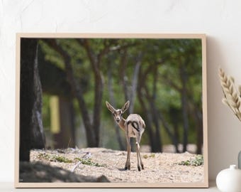 Gazelle picture poster, new home present, dining area wall decor, wildlife, animal pictures, classroom decor, small home office ideas, gift