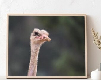 Common ostrich, photo poster print, gifts for bird enthusiasts, livingroom art, decorative wall hanging, real photo, dining area wall decor