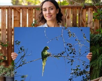 Rose-Ringed Parakeet Eating Seeds - Bird Poster Nature Wall Art Blue Sky