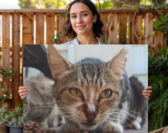 Stray cat looking at the camera authentic photo canvas, cat lovers gift ideas, housewarming preset, cat portrait, interior designer idea