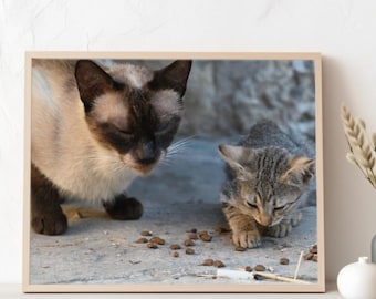 Siamese cat and her kitten real photo poster print, cat lovers present, dining area wall art, decorative wall hanging, bed room decor