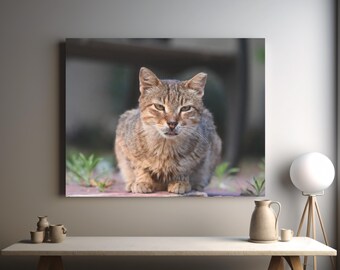Stray cat real photo canvas print, cat lovers present, housewarming preset, cat related gifts, hotel lobby decor, new home present, fine art