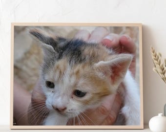 Hands holding cute kitten picture poster, cat lovers present,  bed room decor, office wallart, dining area wall decor, thoughtful present