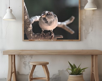 Sparrow on branch poster, apartment wall art, presents for bird lovers, birdwatching, decorative wall hanging, sparrow poster, wall decor