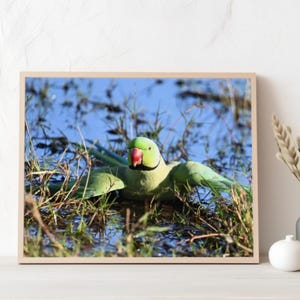 Puede incluir: Fotografía enmarcada de un loro verde con pico rojo, alas extendidas, en un entorno de humedal. El ave está rodeada de agua y hierba alta, con un cielo azul de fondo. El marco es de color madera clara.
