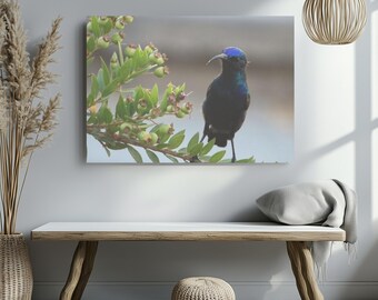 Bird canvas wall art, bird lovers present, sunbird home decor, apartment wall art, Christmas gift, happy new year gift, national bird day