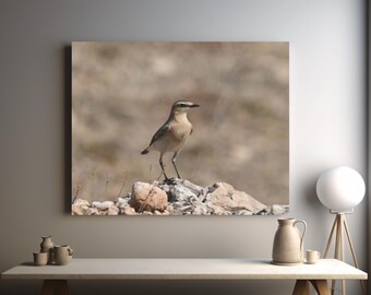 Northern Wheatear bird canvas, happy new year gift, bird watching presents, holiday season gift , interior decoration, National Bird Day