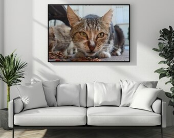 Stray cat looking at the camera authentic photo poster, cat lover gifts, bed room decor, interior decoration, holiday picks, present