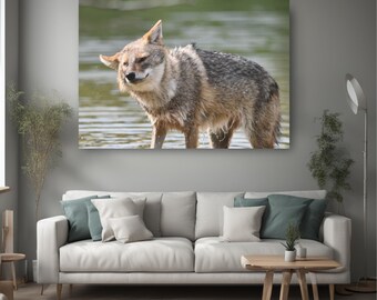 Jackal  shaking off water real photo, canvas, animal lover present,  home interior design ideas, wild animal photo, dining area wall art