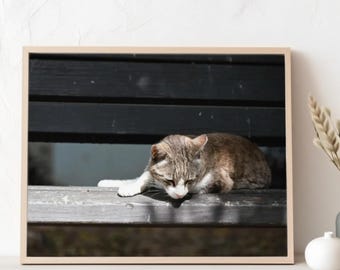 Stray cat on a bench real photo poster, cat lovers present, gifts for best friends birthday, office decor, decorative wall hanging, feline