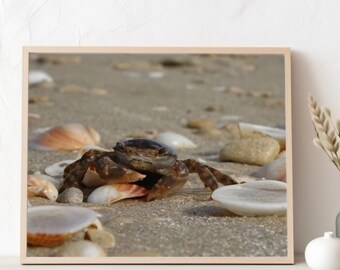 Crab and sea shells on sandy beach real photo  poster, beach house deco, nautical decoration ideas, lake house decor, livingroom art, wallrt