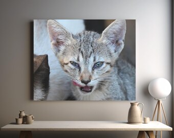 Kitten photoshoot canvas, cat lovers present, cat related gifts, bed room decor, stray kitten, office wallart, wall decor  for apartments