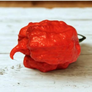 25 Carolina Reaper Pepper Seeds | Extremely Spicy Garden Variety | Non-GMO Fresh Seeds USA