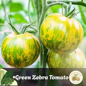 30 Green Zebra Tomato Seeds Striped Heirloom, Non-GMO, Unique Green-Yellow Tomato Variety