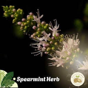 May include: A close-up of a spearmint herb flower with white and pink blossoms. The image features the text "Spearmint Herb" in white font against a black background. The flower is in focus, with a blurred background.