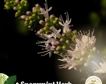 400 semillas de hierbabuena (Mentha spicata), una hierba culinaria fresca, sin OMG.