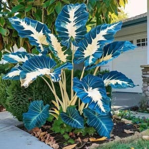 100 semi di Caladium, rara pianta ornamentale blu da giardino e da contenitore per ombra tropicale
