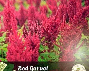 Joseph's Coat Amaranthus Tricolor Seeds – 100 Seeds, Amazing Bright Red & Multicolor Foliage