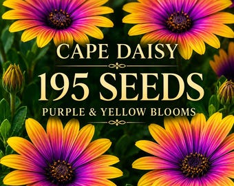 195 Cape Daisy Seeds | Purple & Yellow Blooms | African Daisy Flower Seeds | Colorful Garden Planting | Pollinator Friendly Annual
