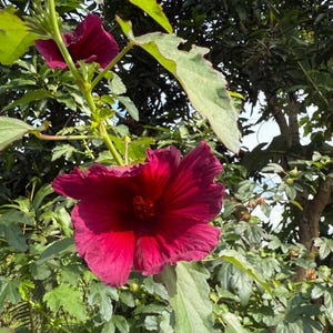 Rare 10 Seeds Kenaf Hibiscus Cannabinus Red Flower Seeds Easy Grow Fast SHip