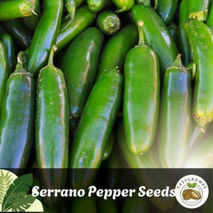 10 Serrano Pepper Seeds: Hot Chili, Productive Garden Plants Easy Grow