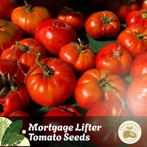 30 Mortgage Lifter Tomato Seeds Heirloom, Non-GMO, Large Beefsteak Tomatoes