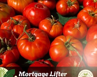 30 semillas de tomate Mortgage Lifter: tomates heredados, sin OMG, de tamaño grande, tipo bistec