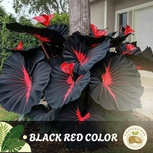 100 semi di Caladium: fogliame rosso nero raro per giardini ombreggiati, facile da coltivare