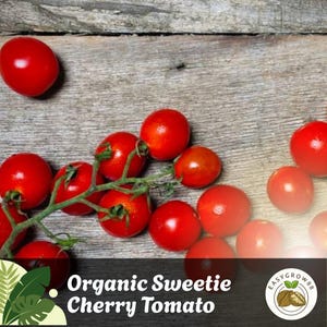 Sweetie Cherry Tomato Seeds Organic Non-GMO Heirloom Fresh USA-Grown Seeds for Garden Container or Raised Beds