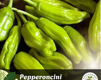 40 graines de poivre Pepperoncini : héritage italien, doux et sucré Facile à cultiver