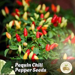 50 Pequin Chili Pepper Seeds Heirloom Non-GMO Hot Peppers