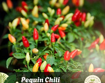 50 semi di peperoncino Pequin, peperoncini piccanti antichi non OGM