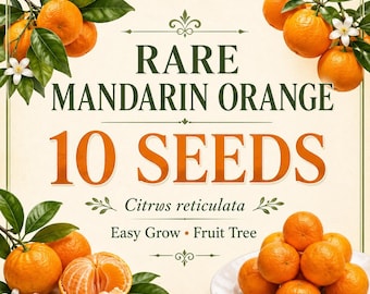 10 Mandarin Orange Seeds – Citrus reticulata Blanco Fruit Seeds, Tropical Citrus Tree, Easy Grow Garden Seeds, Fast Ship