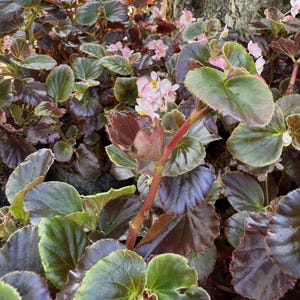 希少な25粒の種子、ピンクベゴニア・ピアセイの花、簡単に育てられ、すぐに発送