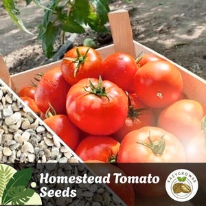 50 Seeds Homestead Tomato Seeds Heirloom, Non-GMO, Determinate, Red, Flavorful & Productive Garden Vegetable Variety