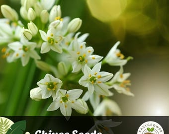 150 Garlic Chives Seeds: Non-GMO Heirloom Herb - Allium Tuberosum Easy Grow