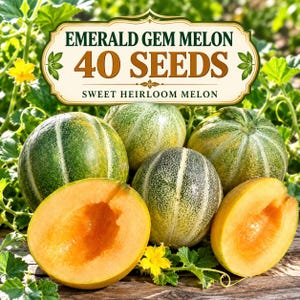 May include: A collection of Emerald Gem melons, including whole fruits with green and white striped rinds and halved fruits revealing orange flesh. A sign above reads: EMERALD GEM MELON 40 SEEDS SWEET HEIRLOOM MELON.