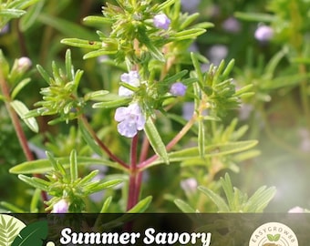 500 Summer Savory Herb Seeds  Non-GMO, Heirloom Garden Seeds, Easy to Grow Annual