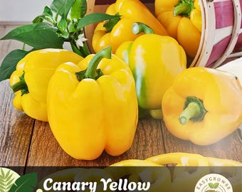 50 semillas de pimiento morrón amarillo canario: reliquia, sin OMG