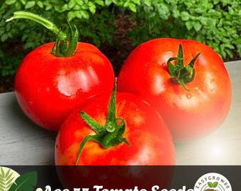 Semillas de tomate Ace 55: variedad tradicional de baja acidez, sin OMG y de fácil cultivo.