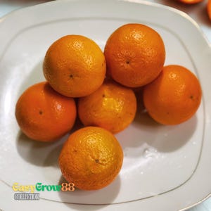 Rare 10 Seeds Mandarin Orange Fruit Seeds itrus reticulata Blanco Easy Grow Fast SHip