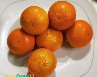 Seltene 10 Samen Mandarin-Orange Fruchtsamen itrus reticulata Blanco einfach wachsen schnell versenden